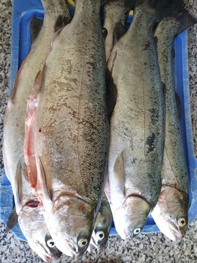 Privatteich bei Mülsen-1