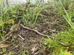 Paulmannsche Teiche-3