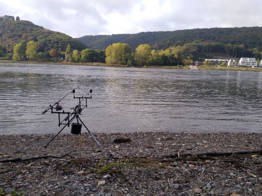 Rhein (Bad Breisig) angeln