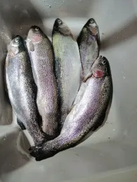 Forellensee Vöhrum-2