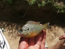 Saône (Chalon-sur-Saône)-4