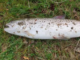 Hemelter Bach (Rheine)