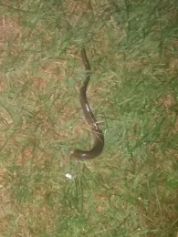 Havel (Hohen Neuendorf)