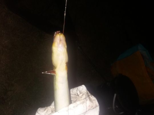 Havel (Hohen Neuendorf)-1