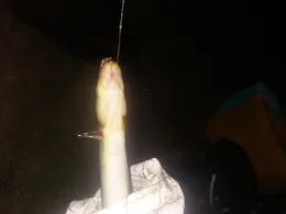 Havel (Hohen Neuendorf)-1