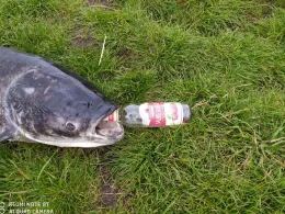 Havel (Hohen Neuendorf)-4