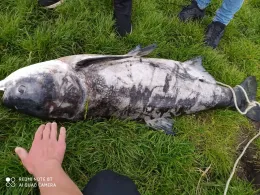 Havel (Hohen Neuendorf)-2