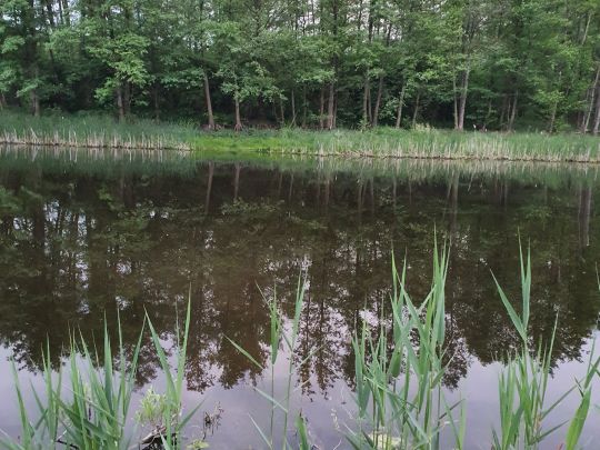 Torfstich Wildenbruch-1