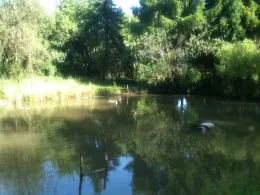 Feuerlöschteich Ostbarthausen