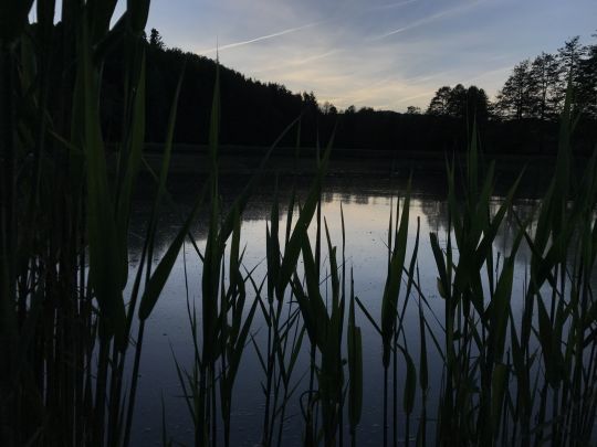 Fischteiche ASC Rimbach-0