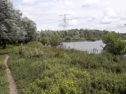 Oude Maas (Maasbracht)-2