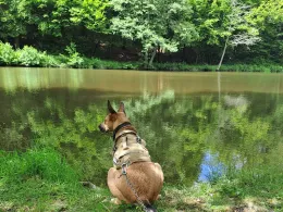 Teichanlage Laufenselden