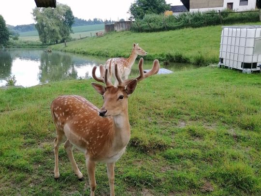 Bubinger Weiher-1