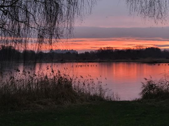 Torfloch Fuchswiesen (Schwedt)-4