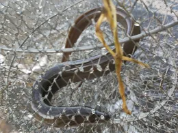 Torfloch Fuchswiesen (Schwedt)-1