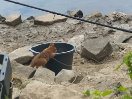 Main (Mainz-Kostheim)