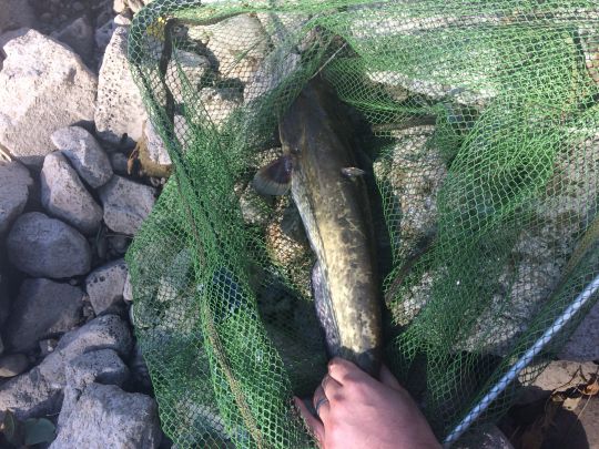 Main (Mainz-Kostheim)-2