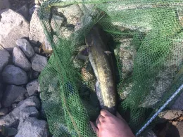 Main (Mainz-Kostheim)-2