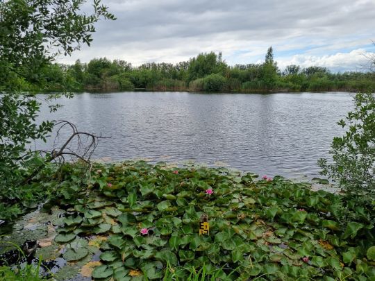 Tonstiche Beekwiesen-2