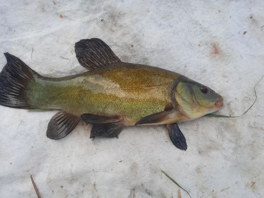 Torfmoorsee (Hörstel)-1