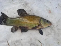 Torfmoorsee (Hörstel)-1