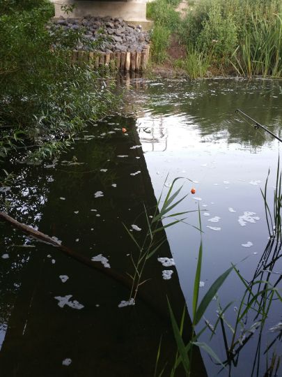 Eider (Kiel-Hammer)-3