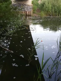 Eider (Kiel-Hammer)-3