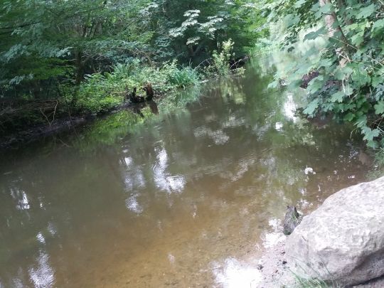 Eider (Kiel-Hammer)-2