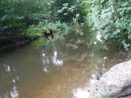 Eider (Kiel-Hammer)-2