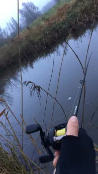 Eider (Kiel-Hammer)-1