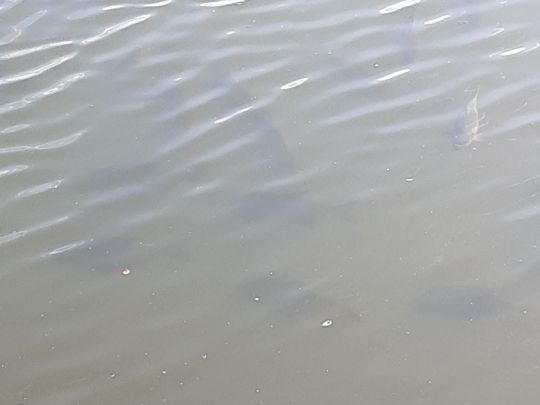 Vorsperre Neuensalz-2