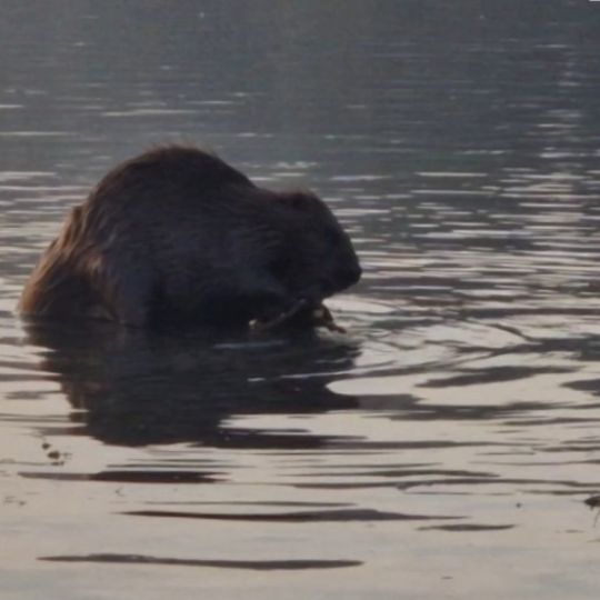 Bodensee (Seerhein)-1