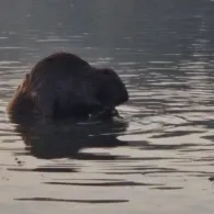 Bodensee (Seerhein)-1