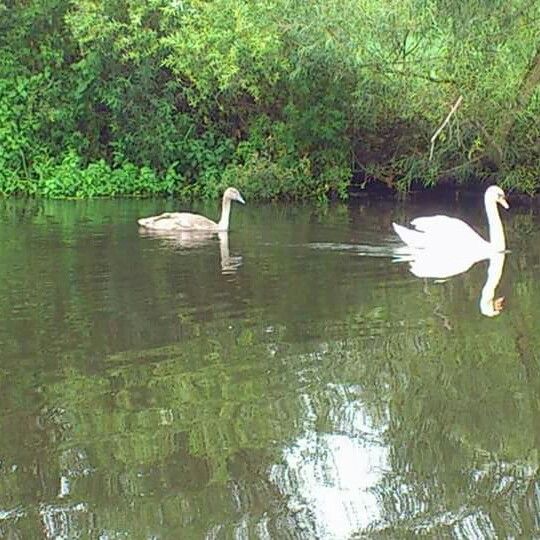 Nebelkanal (Bützow-Güstrow)-4