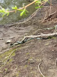 Neue Minthe (Germersheim)-1