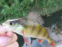 Mühlenau (Pinneberg)