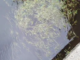 Große Aue (Liebenau)-4