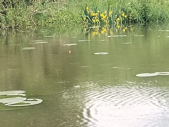 Große Aue (Liebenau)-3