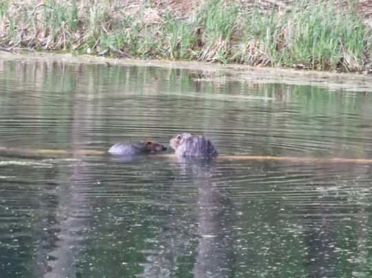 Kleiner Schwanensee (Jamlitz)-3
