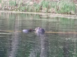 Kleiner Schwanensee (Jamlitz)-3