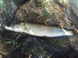 Lübbischwasser (Eilenburg)