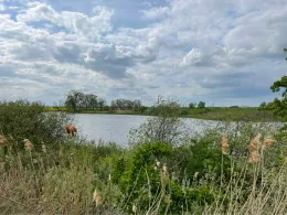 Glambecksee (Gramzow)