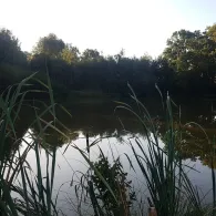 Weickelsdorfer Teich