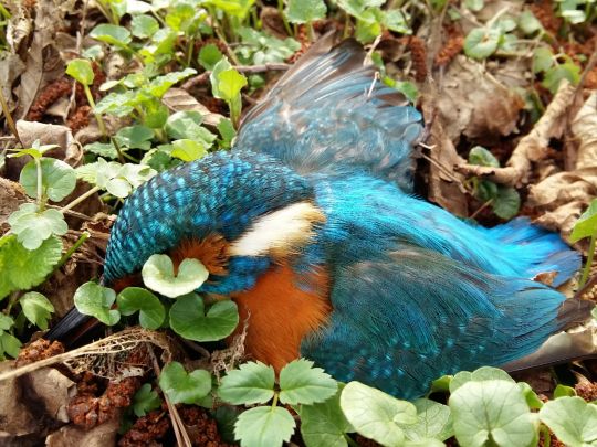 Ilmenau (Lüneburg)-2