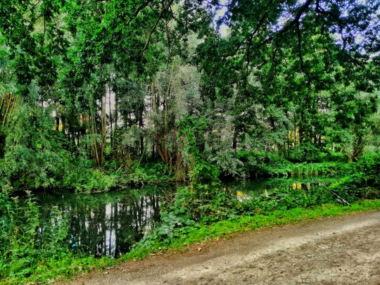 Ilmenau (Lüneburg)-1