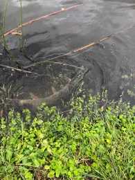 Markkleeberger See-1