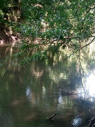 Nidda-Altarm (Frankfurt-Bonames)-2