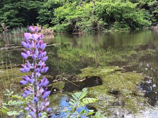 See am Waldrand (Reuden)-1