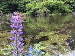 See am Waldrand (Reuden)-1