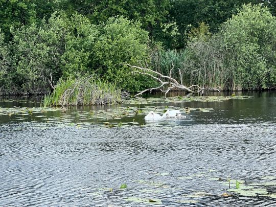 Torfgewässer Vier Pfähle-1